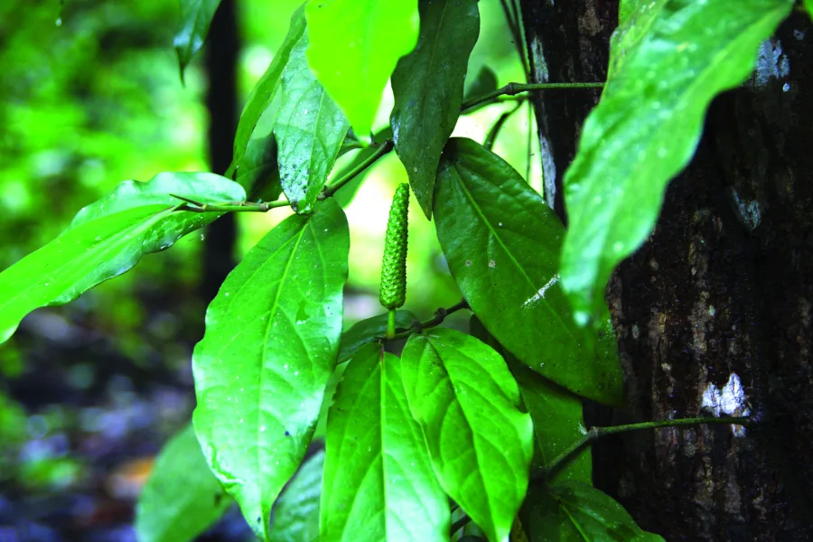 Pippali (Piper longum) — fruit