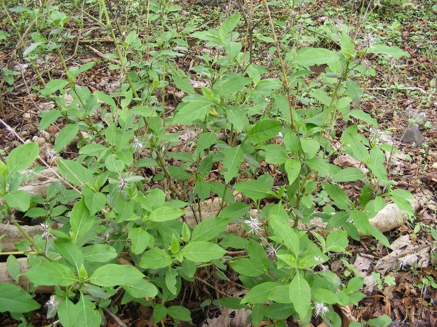 पियाबांसा (Barleria prionitis) — whole plant