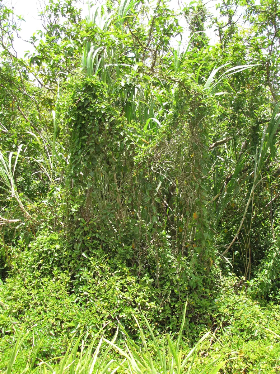 Prasarini (Paederia foetida) — whole plant