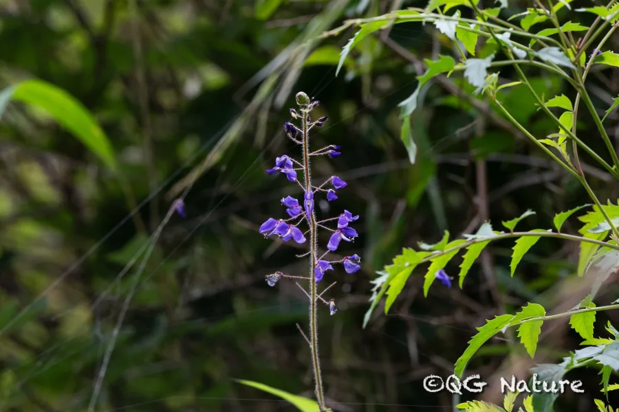 Prashnaparni (Uraria picta) — whole plant