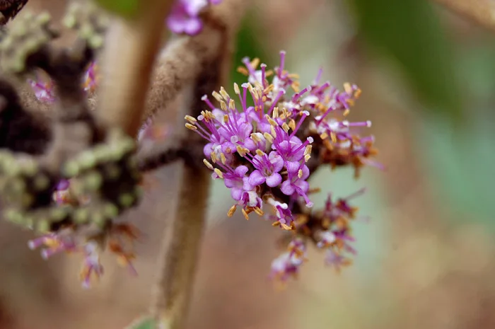 Priyangu (Callicarpa macrophylla) — flower