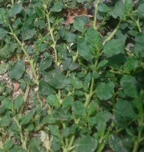 Punarnava Mool (Trianthema portulacastrum) — root