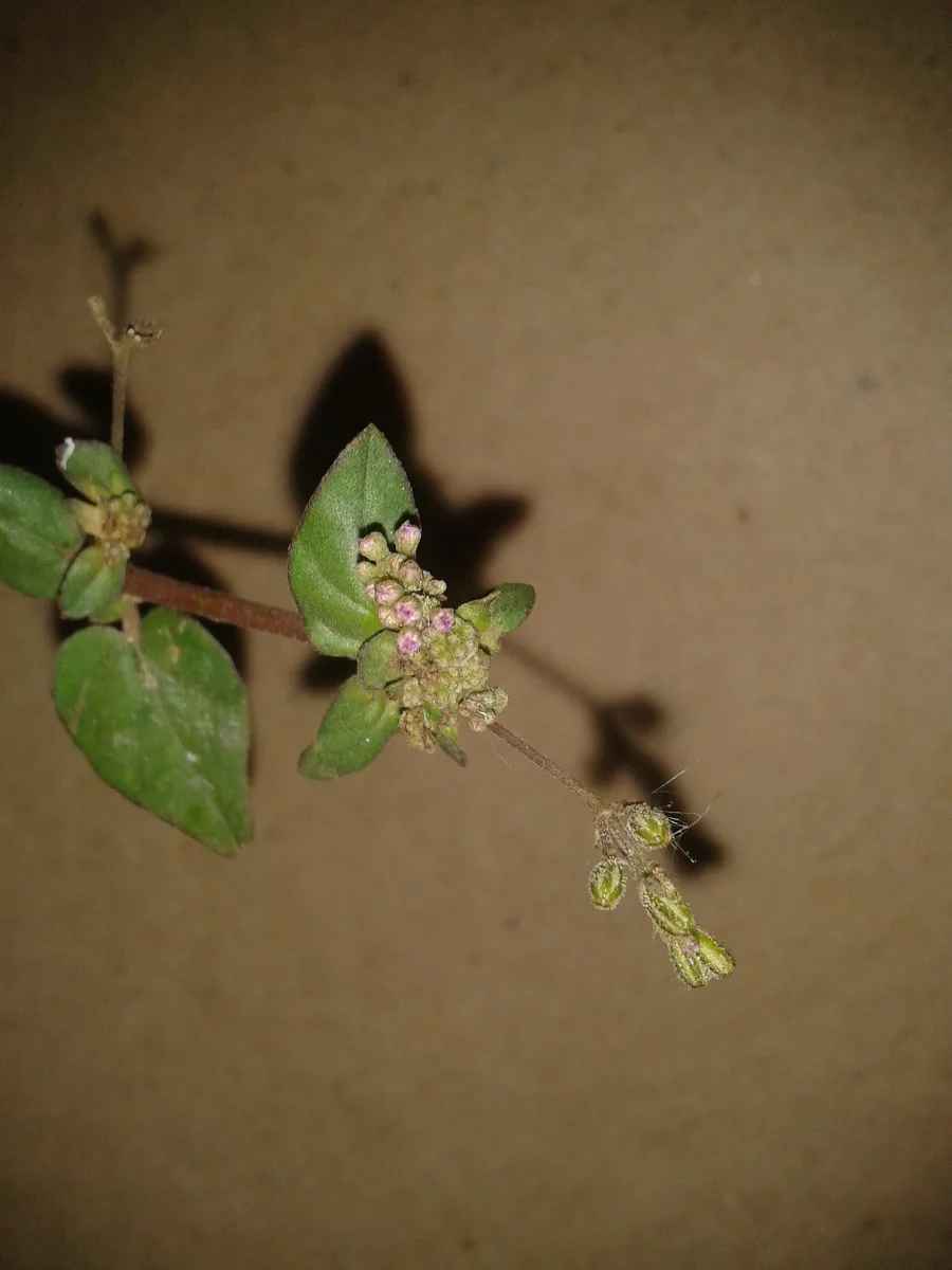 Punarnava (Boerhavia diffusa) — root