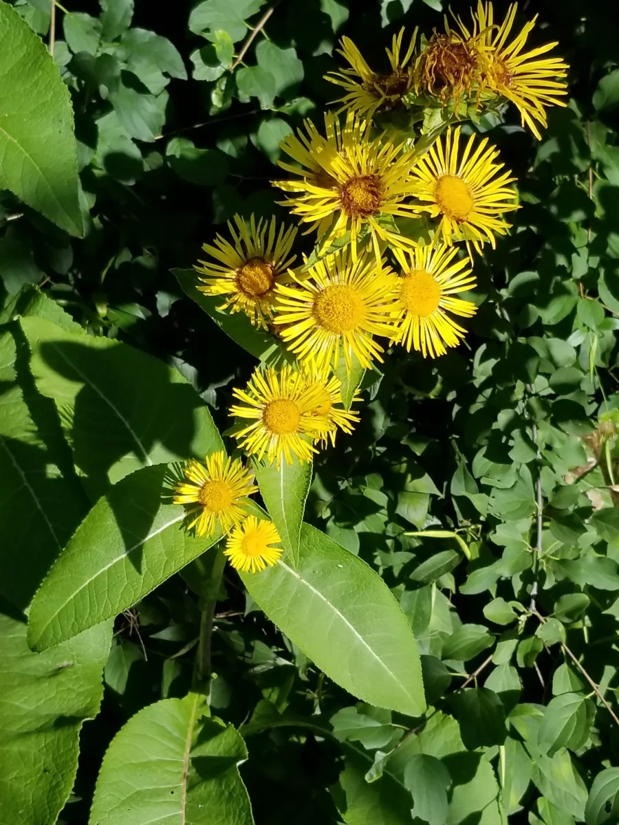 Pushkaramula (Inula racemosa) — root