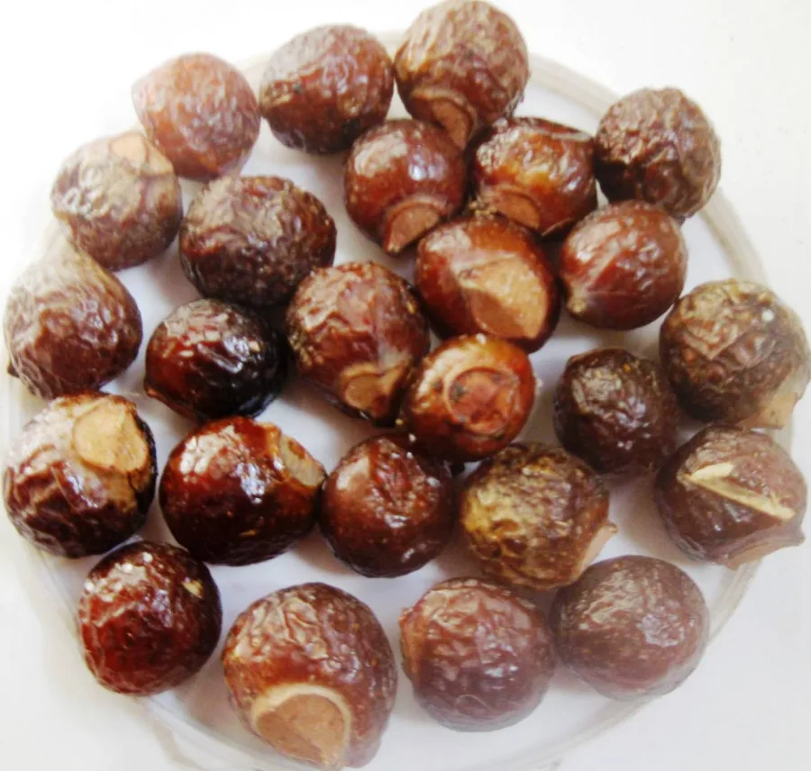 Reetha (Sapindus mukorossi) — fruit