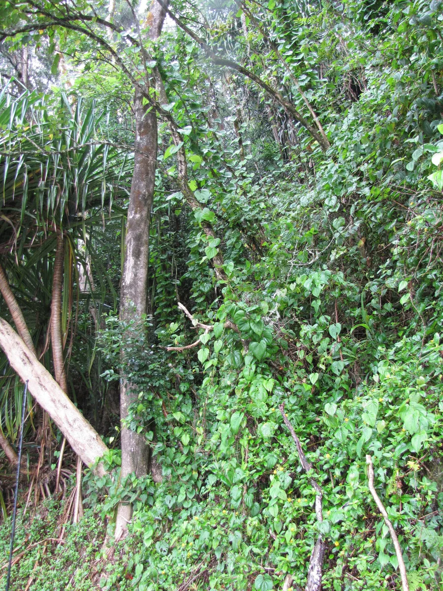 ऋद्धि (Dioscorea bulbifera) — rhizome