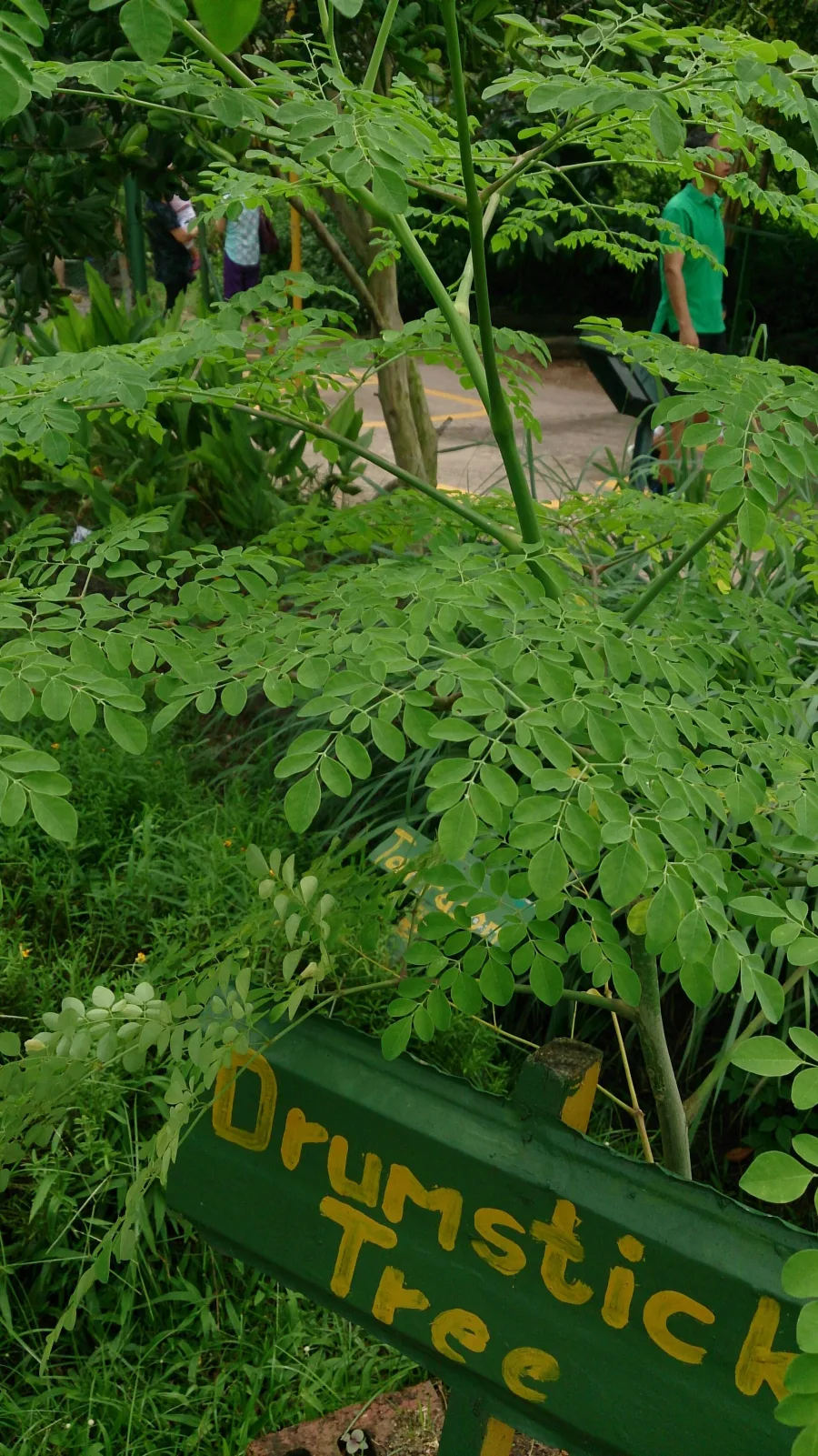 Sahijan Ki Chhal (Moringa oleifera) — bark