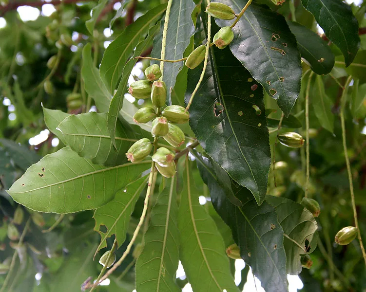 Samudra Phal (Barringtonia acutangula) — fruit
