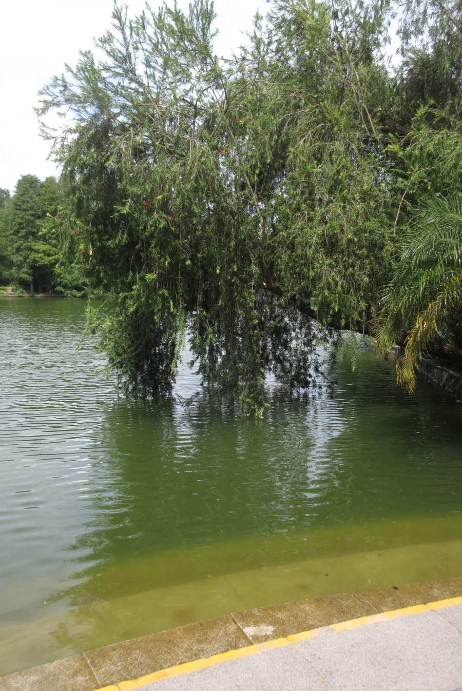 Saptaparni (Alstonia scholaris) — root