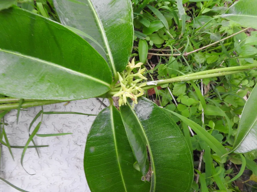 सारिवा काली (Cryptolepis buchanani) — root