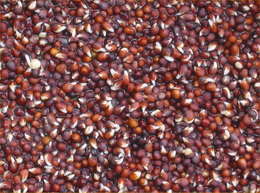 सरसों पीली (Brassica campestris) — seed
