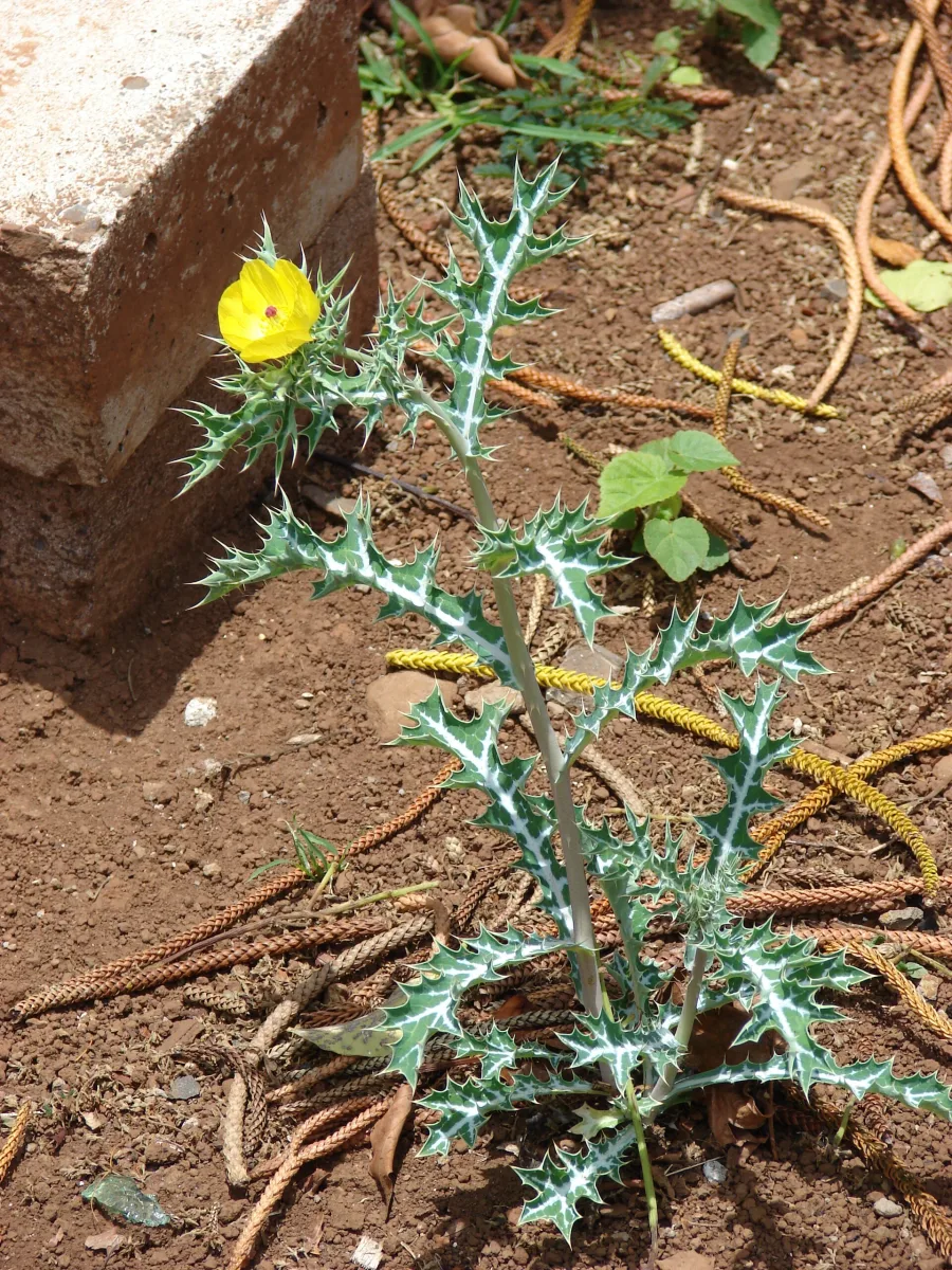 Satyanashi Mul (Argemone mexicana) — root