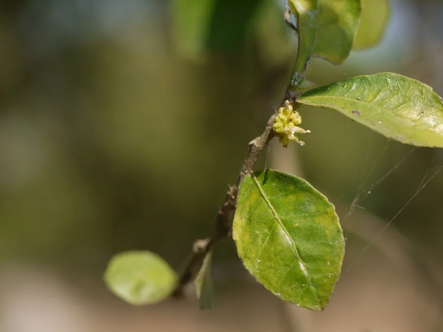 शाखोटक (Streblus asper) — stem bark