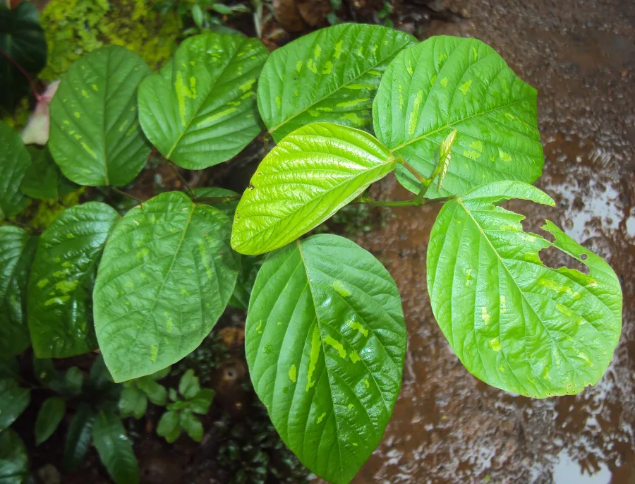 शालपर्णी (Desmodium gangeticum) — whole plant