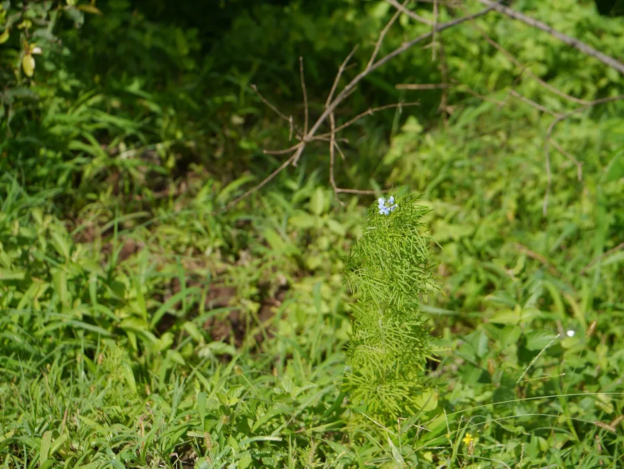 शंख पुष्पी (Convolvulus pluricaulis) — whole plant
