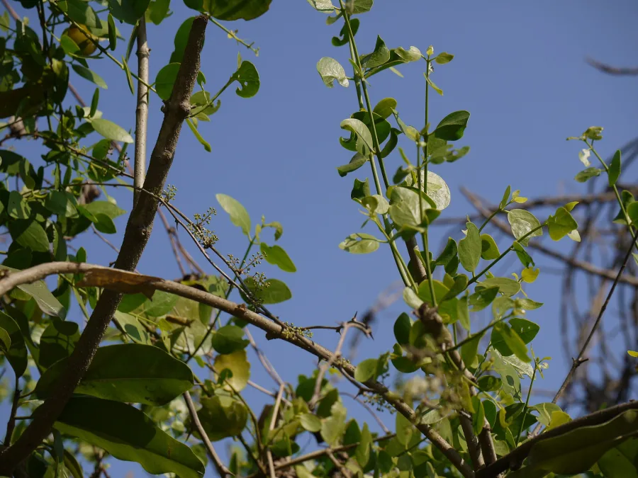 शतावरी (Asparagus racemosus) — root