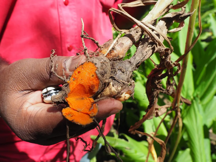 Shati (Hedychium spicatum) — rhizome