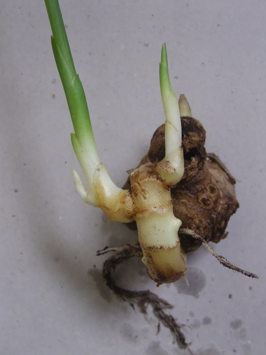 Shunthi (Zingiber officinale) — rhizome
