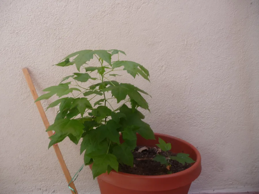 शिला (Liquidambar orientalis) — resin