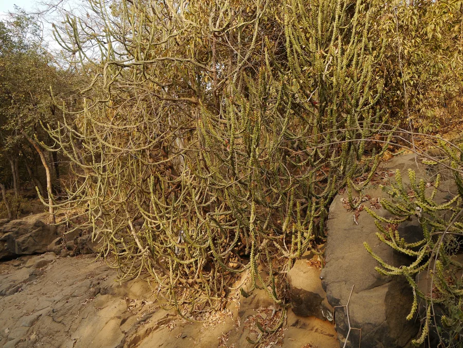 Snuhi (Euphorbia neriifolia) — latex