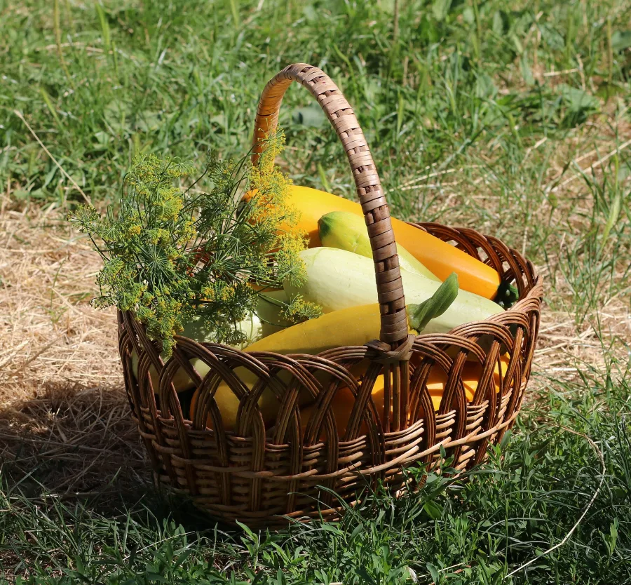 Dill (Anethum sowa) — fruit