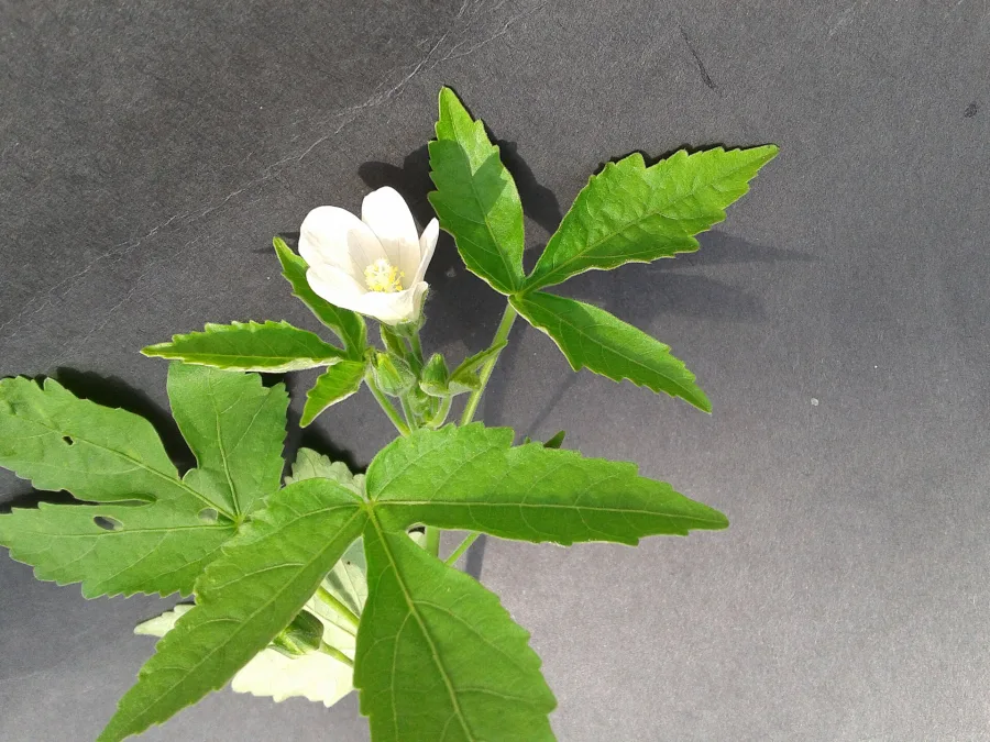 Sugandhabala (Pavonia odorata) — root