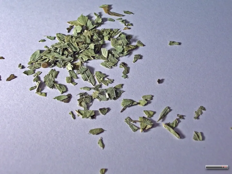 सनाय, सोनामुखी (Senna alexandrina) — leaf