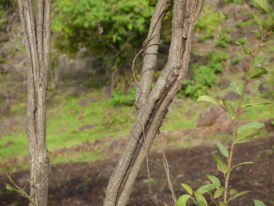 Syonaka (Oroxylum indicum) — root