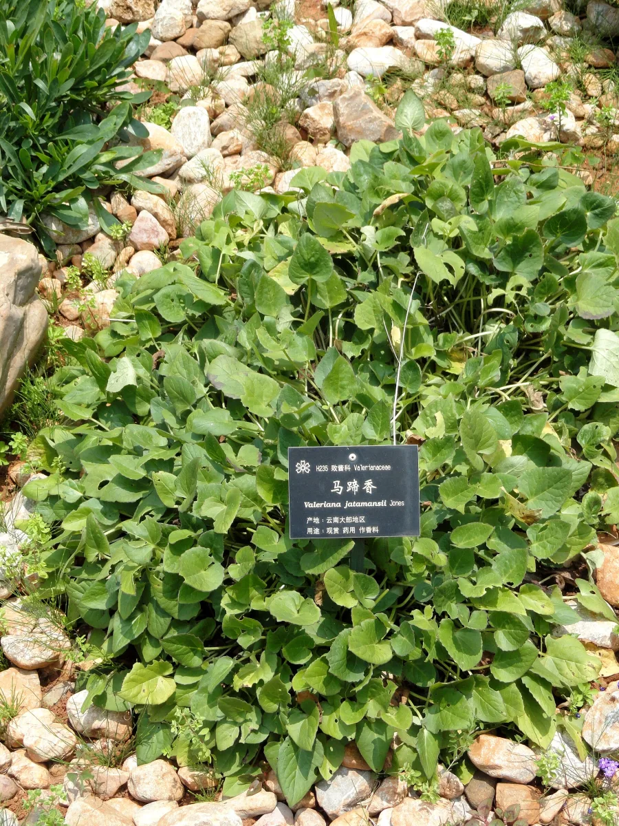 तगर (Valeriana wallichii) — root