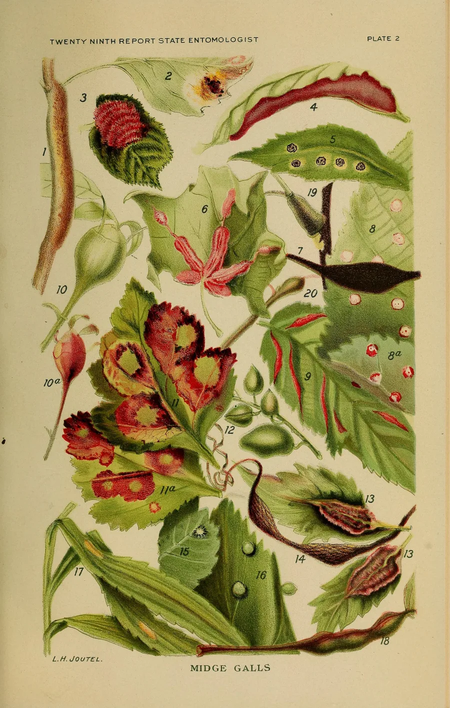 Talis Patra (Abies webbiana) — leaf