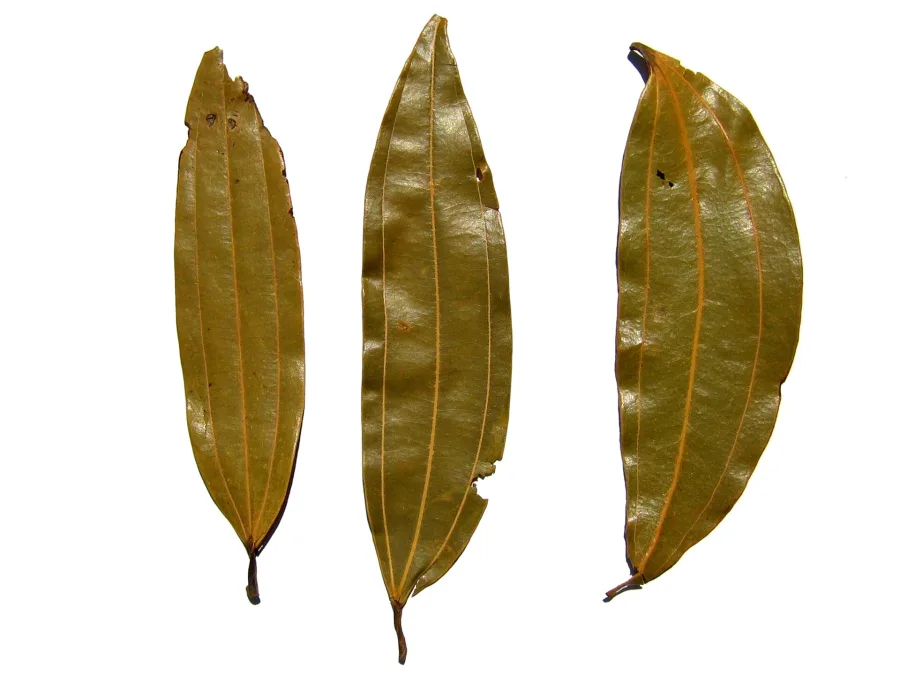 Tejpatta (Cinnamomum tamala) — leaf