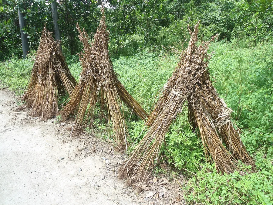 Tila Taila (Sesamum indicum) — seed