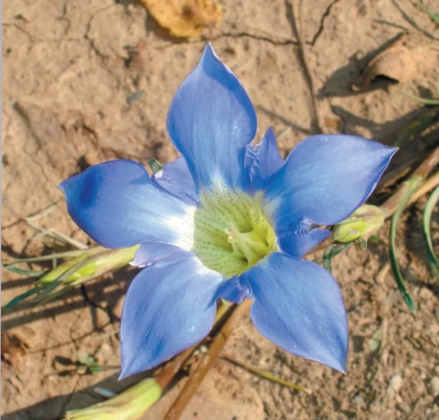 त्रायमाण (Gentiana kurroo) — flower