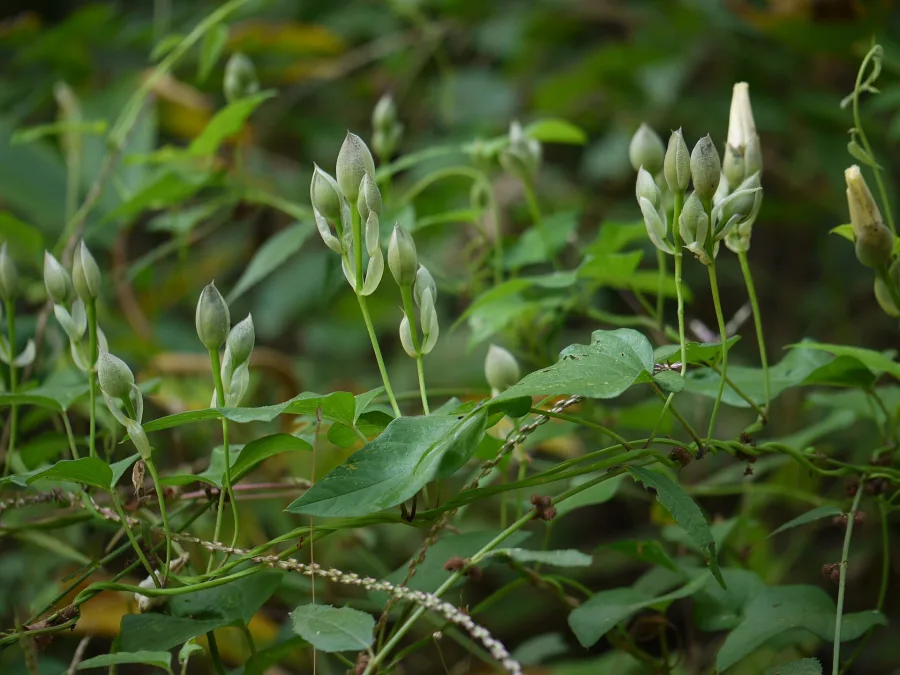 निशोथ, त्रिवृत (Operculina turpethum) — root