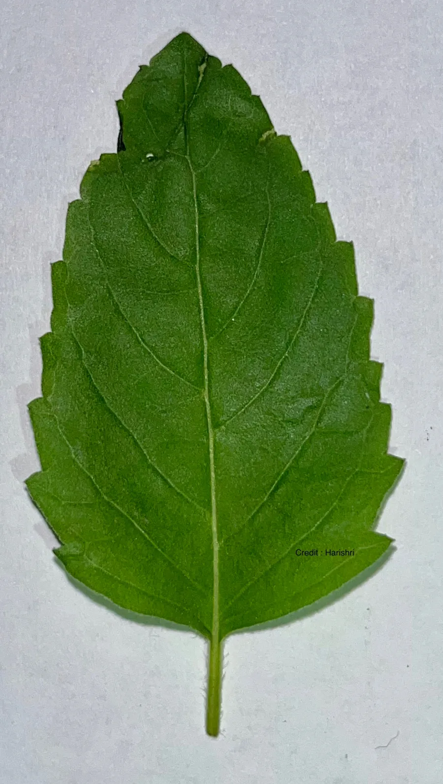 Tulsi (Ocimum tenuiflorum) — leaf