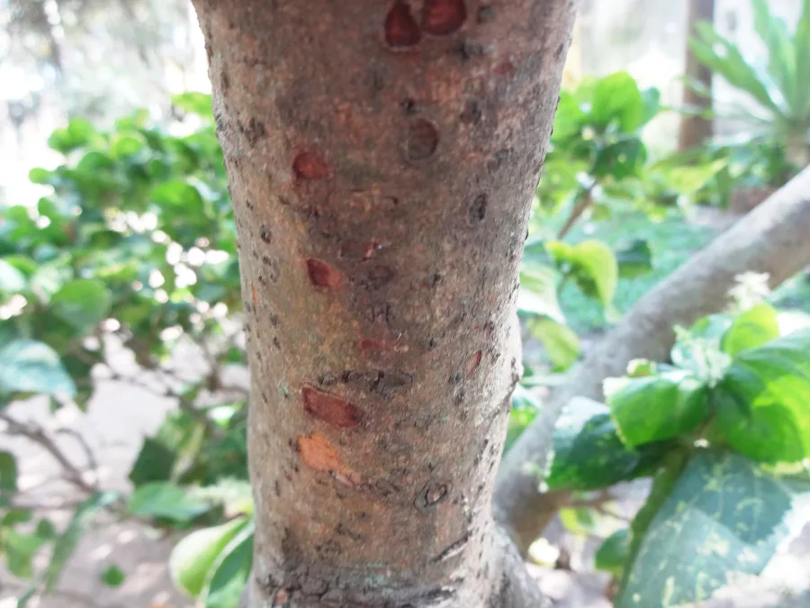 Twak (Cinnamomum verum) — bark