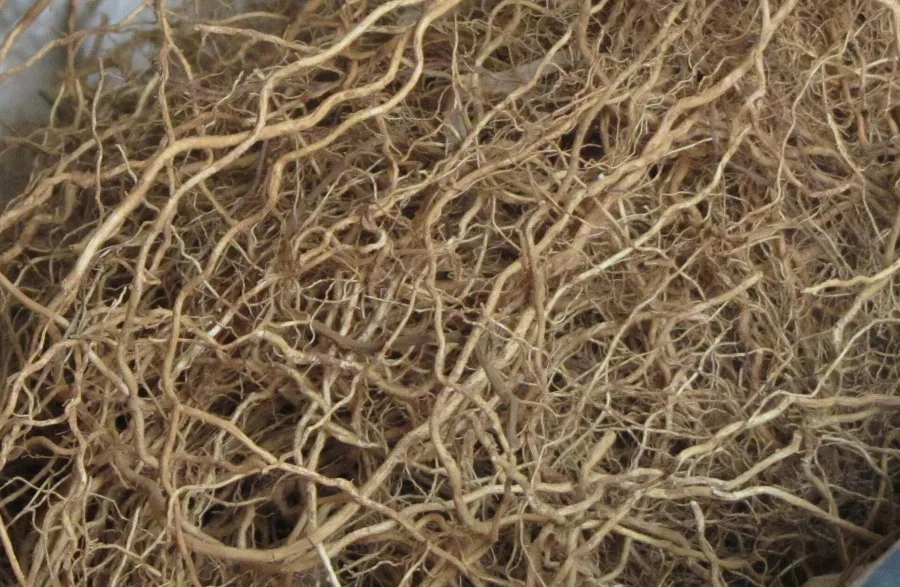 Ushira (Chrysopogon zizanioides) — root