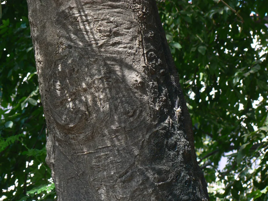Varuna (Crataeva nurvala) — bark