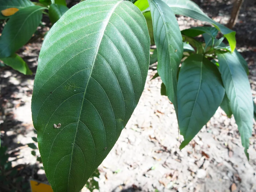 Vasa (Justicia adhatoda) — leaf