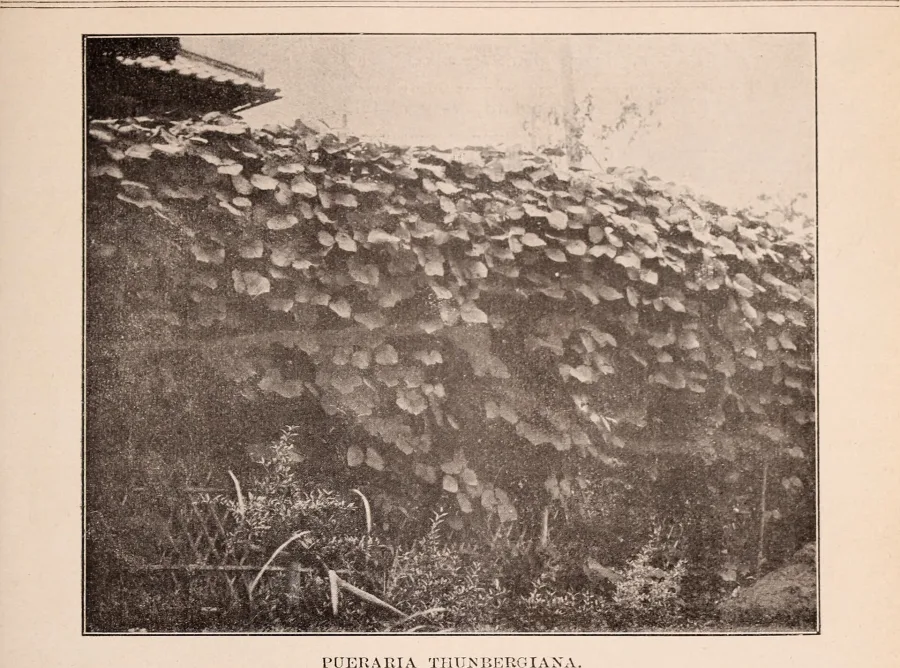 Vidari Kand (Pueraria tuberosa) — tuber
