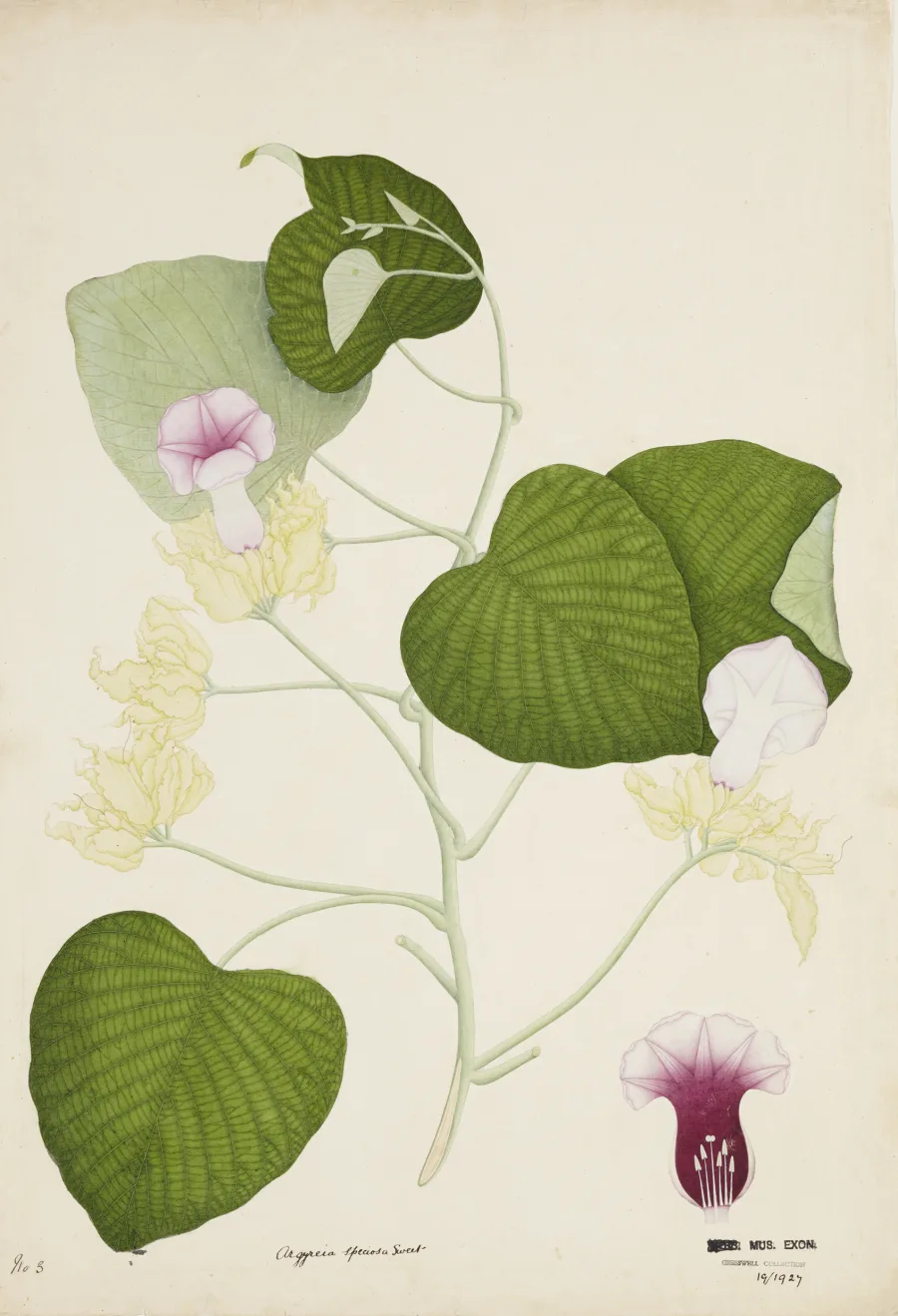 विधारा (Argyreia speciosa) — root