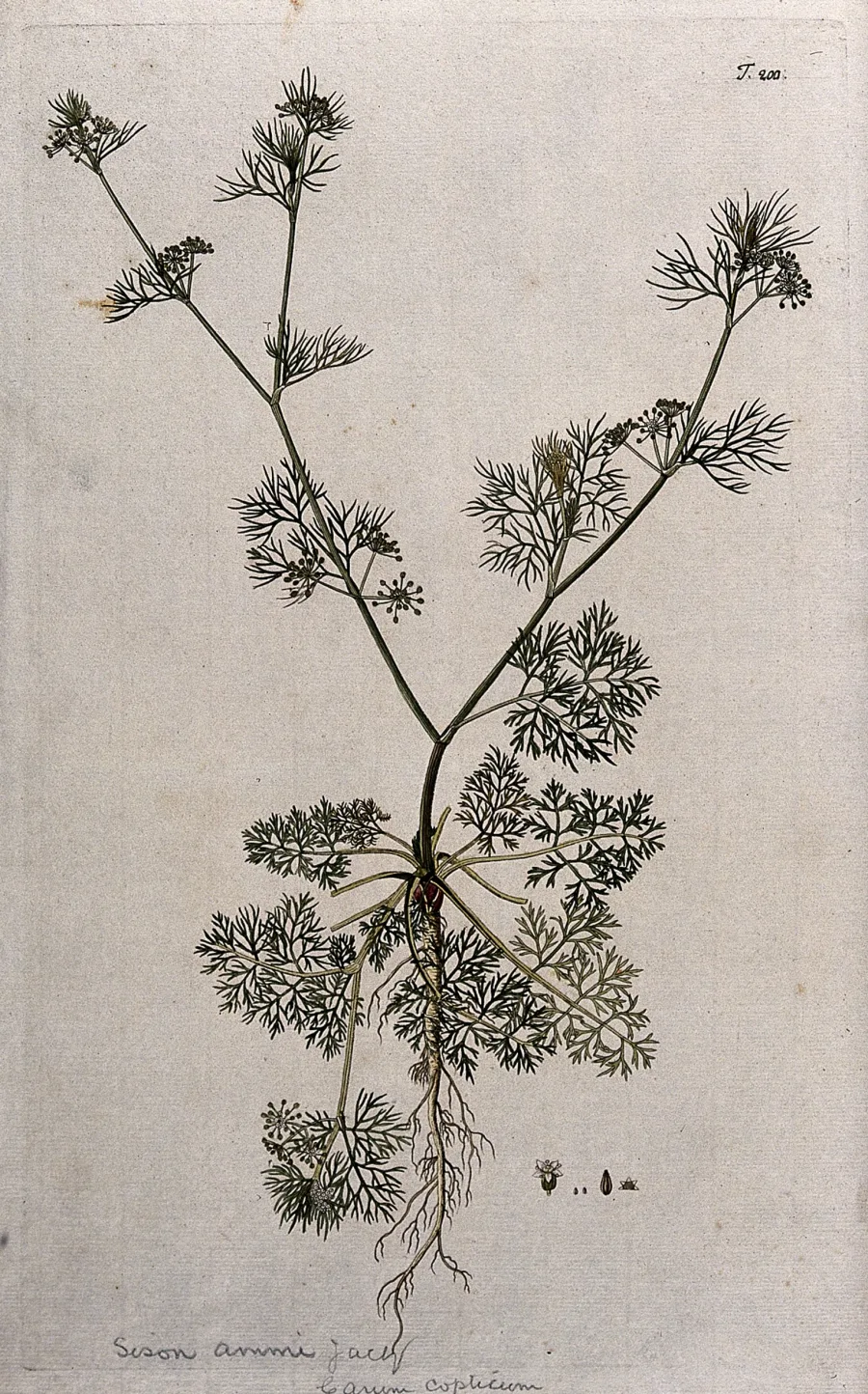 अजवाइन (Trachyspermum ammi) — fruit