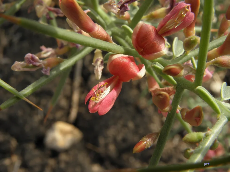 जवासा, धमासा (Alhagi pseudalhagi) — whole plant